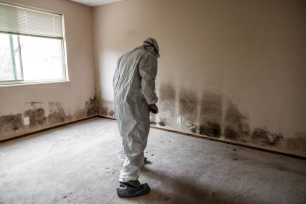 Best DIY Mold Remediation in St Francis, WI